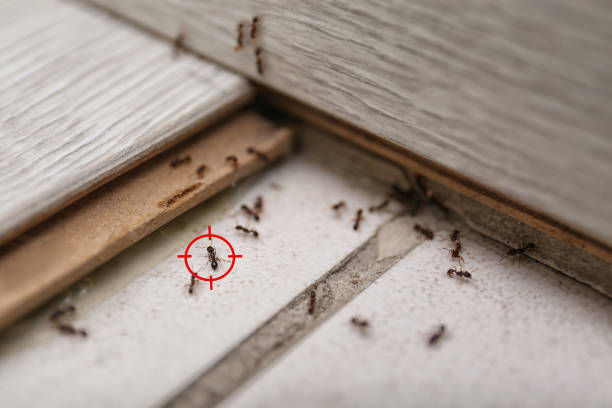Trusted Etowah, TN Pest Control Experts